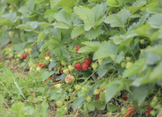 Walczymy o plon. Jak nawozić truskawki w trakcie zbiorów