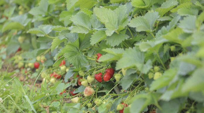 Walczymy o plon. Jak nawozić truskawki w trakcie zbiorów