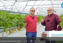 Jak firma AMPLUS dała sobie radę z ograniczaniem najważniejszych chorób truskawek. FILM