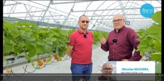 Jak firma AMPLUS dała sobie radę z ograniczaniem najważniejszych chorób truskawek. FILM