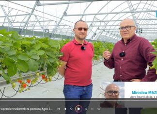 Jak firma AMPLUS dała sobie radę z ograniczaniem najważniejszych chorób truskawek. FILM