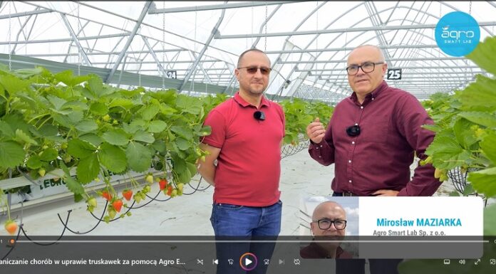 Jak firma AMPLUS dała sobie radę z ograniczaniem najważniejszych chorób truskawek. FILM