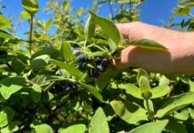 Zbiory jagody kamczackiej rozpoczęte