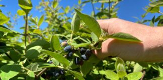 Zbiory jagody kamczackiej rozpoczęte