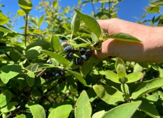 Zbiory jagody kamczackiej rozpoczęte