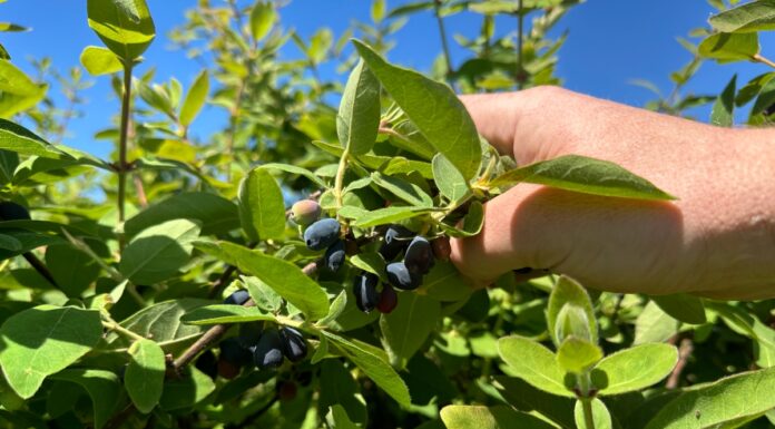Zbiory jagody kamczackiej rozpoczęte