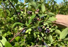 W następnym tygodniu ruszają zbiory jagody kamczackiej