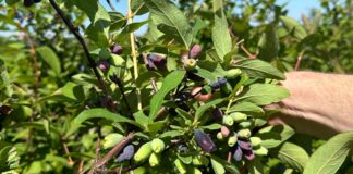 W następnym tygodniu ruszają zbiory jagody kamczackiej