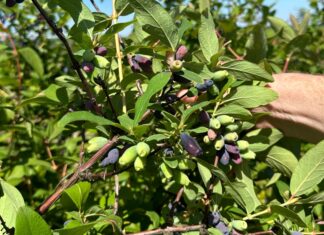 W następnym tygodniu ruszają zbiory jagody kamczackiej
