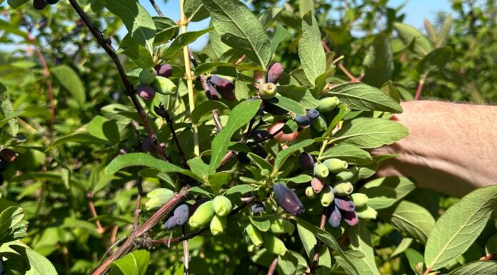W następnym tygodniu ruszają zbiory jagody kamczackiej