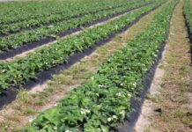 Późne odmiany truskawek. Ocena z 8 maja 2024