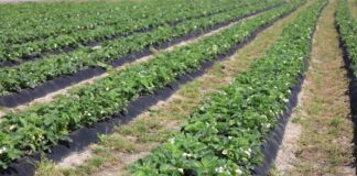 Późne odmiany truskawek. Ocena z 8 maja 2024