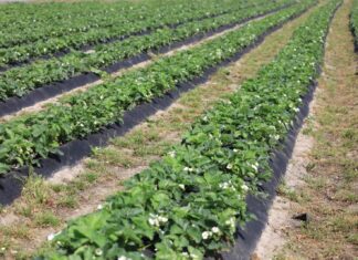 Późne odmiany truskawek. Ocena z 8 maja 2024