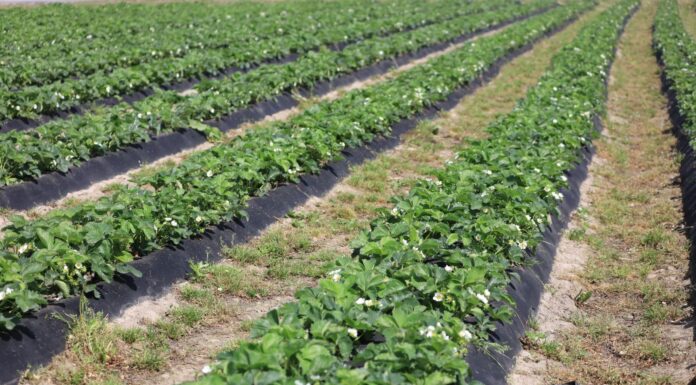 Późne odmiany truskawek. Ocena z 8 maja 2024