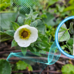 Nadchodzi czas „zimnych ogrodników”. Czy będą przymrozki?