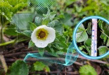 Nadchodzi czas „zimnych ogrodników”. Czy będą przymrozki?