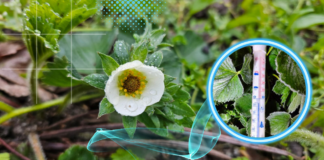 Nadchodzi czas „zimnych ogrodników”. Czy będą przymrozki?