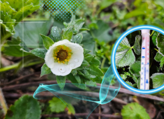 Nadchodzi czas „zimnych ogrodników”. Czy będą przymrozki?