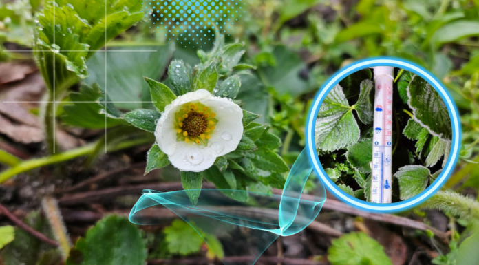 Nadchodzi czas „zimnych ogrodników”. Czy będą przymrozki?