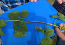 Regeneracje przemarzniętych pędów na plantacjach malin