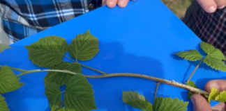 Regeneracje przemarzniętych pędów na plantacjach malin