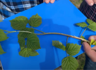 Regeneracje przemarzniętych pędów na plantacjach malin