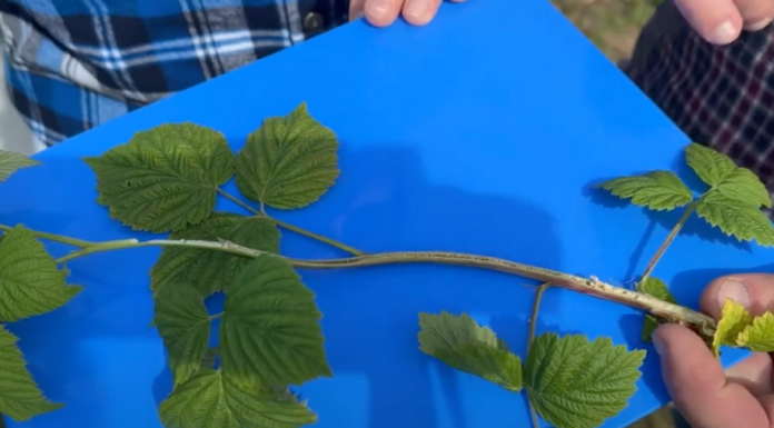 Regeneracje przemarzniętych pędów na plantacjach malin