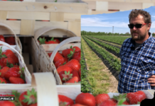 Kiedy będzie wysyp truskawek w sezonie 2024?