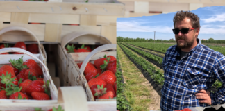 Kiedy będzie wysyp truskawek w sezonie 2024?