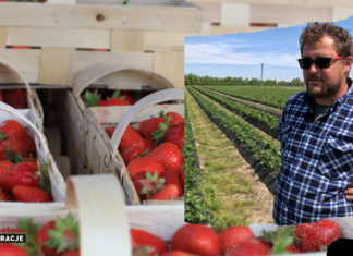 Kiedy będzie wysyp truskawek w sezonie 2024?