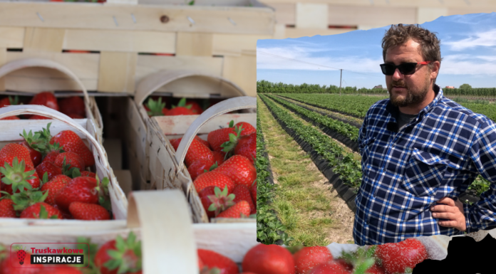 Kiedy będzie wysyp truskawek w sezonie 2024?