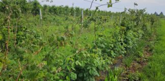 Niepewna sytuacja na rynku malin przemysłowych