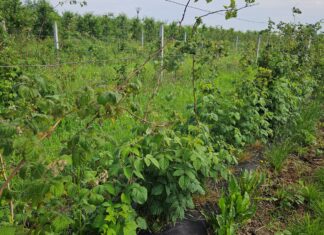 Niepewna sytuacja na rynku malin przemysłowych