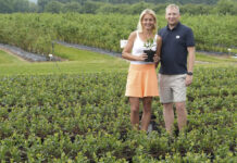 Borówki rozmnażamy tylko wegetatywnie