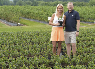 Borówki rozmnażamy tylko wegetatywnie