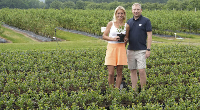 Borówki rozmnażamy tylko wegetatywnie
