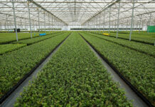 W Rumunii powstanie kolejna szkółka Fall Creek