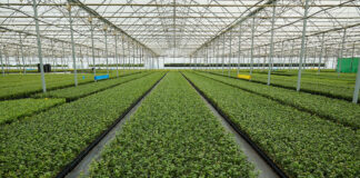 W Rumunii powstanie kolejna szkółka Fall Creek