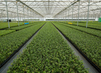 W Rumunii powstanie kolejna szkółka Fall Creek