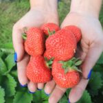Truskawki 2024. To był bardzo trudny i niespokojny sezon