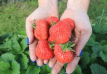 Truskawki 2024. To był bardzo trudny i niespokojny sezon
