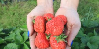 Truskawki 2024. To był bardzo trudny i niespokojny sezon
