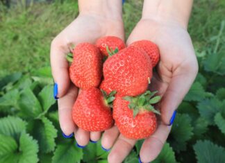 Truskawki 2024. To był bardzo trudny i niespokojny sezon