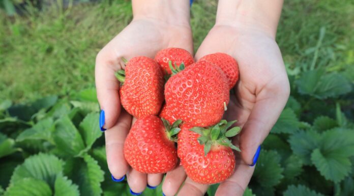 Truskawki 2024. To był bardzo trudny i niespokojny sezon
