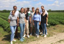 Późne odmiany truskawek w projekcie