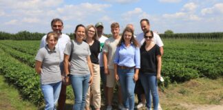 Późne odmiany truskawek w projekcie