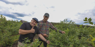 Borówki po regeneracji. Calypso uratowane!