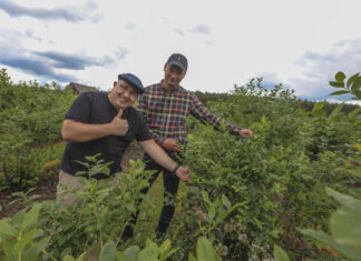 Borówki po regeneracji. Calypso uratowane!