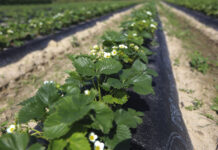 Jak zadbać o plantacje truskawek w czerwcu. Choroby i szkodniki