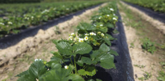 Jak zadbać o plantacje truskawek w czerwcu. Choroby i szkodniki
